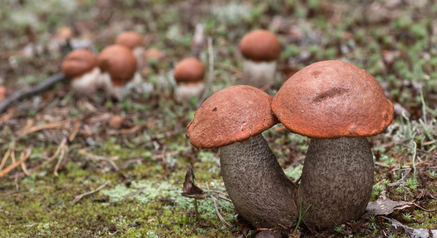 Підосичник сосновий Підосичник сосновий