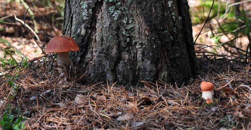 Підосичники ялинові Підосичники ялинові