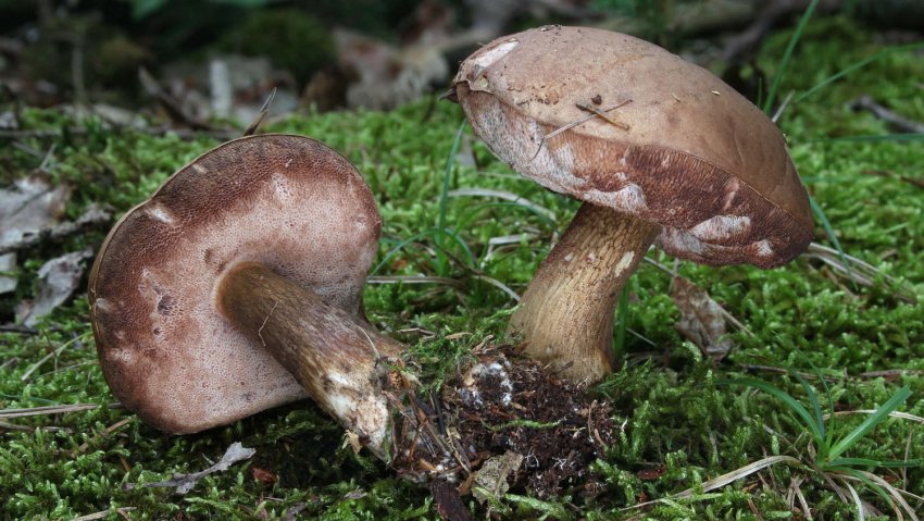 Жовчний гриб (гірчак) Жовчний гриб (гірчак)