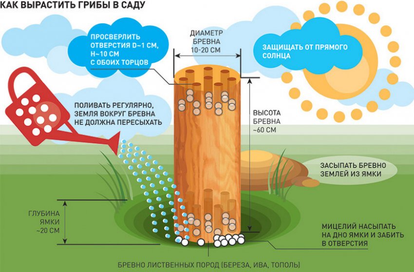 Як вирощувати гриби в саду Як вирощувати гриби в саду