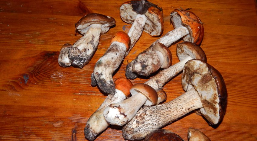 Гриби, підосичники Гриби, підосичники