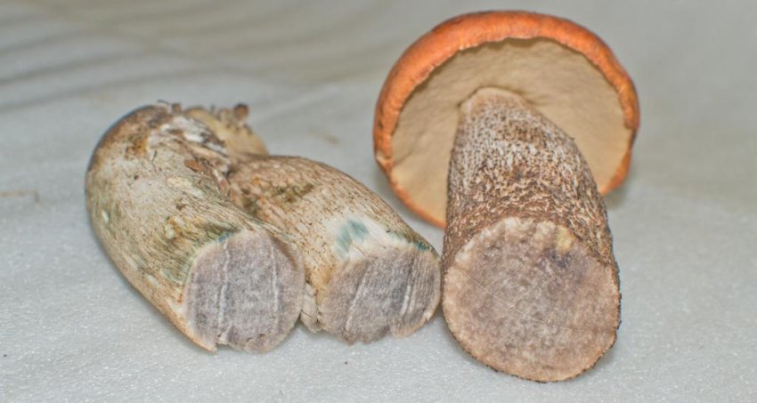 Гриби, підосичники Гриби, підосичники