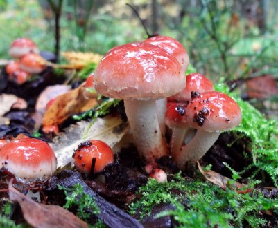 Цегляно-червоний, опеньок: зовнішній вигляд, де росте, час плодоношення