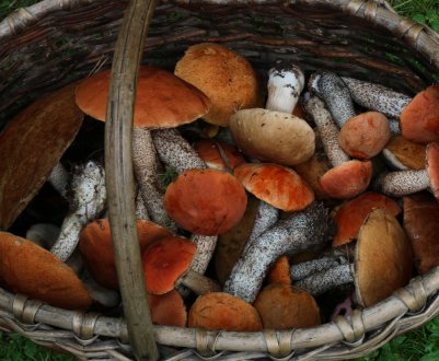 Підосиновики — їстівний гриб: корисні властивості