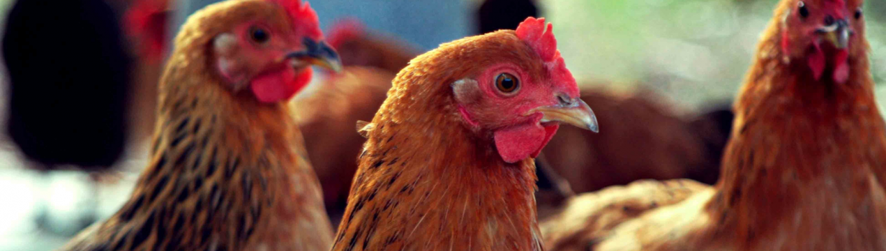 На ульяновських просторах зросте унікальний птахокомплекс