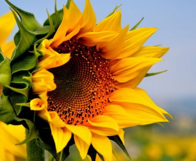 Росіяни все впевненіше збувають соняшник