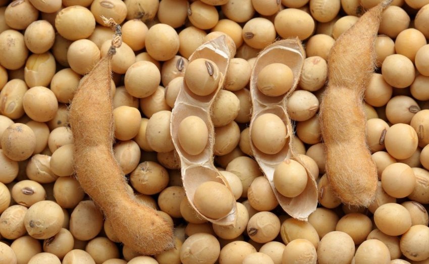 Алтай освоює виробництво соєвих кормів Алтай освоює виробництво соєвих кормів