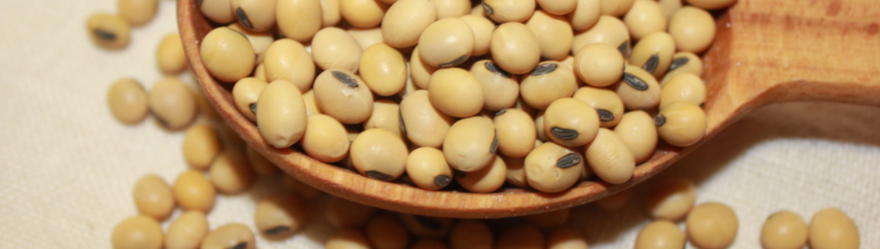 Алтай освоює виробництво соєвих кормів