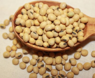 Алтай освоює виробництво соєвих кормів