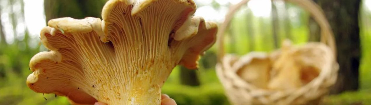Вживання грибів лисичок при вагітності