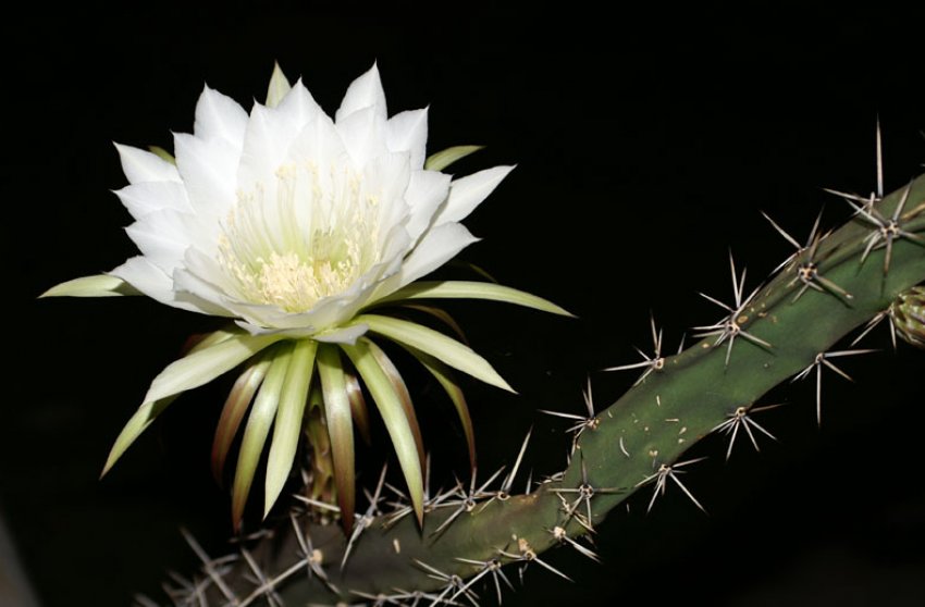 Гарризия Гарризия