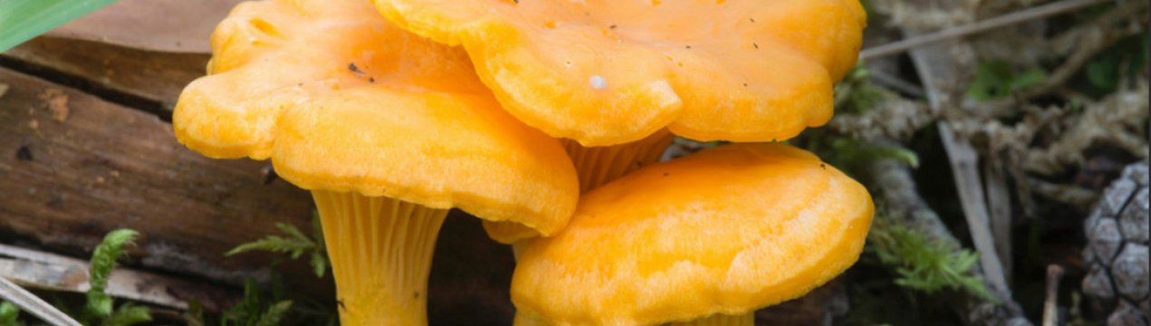 За скільки днів ростуть лисички в лісі і після дощу