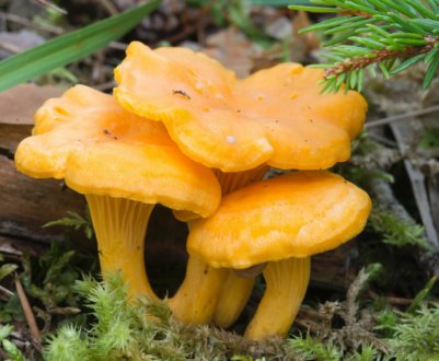 За скільки днів ростуть лисички в лісі і після дощу