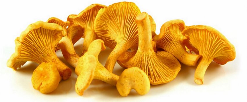 Гриби лисички Гриби лисички