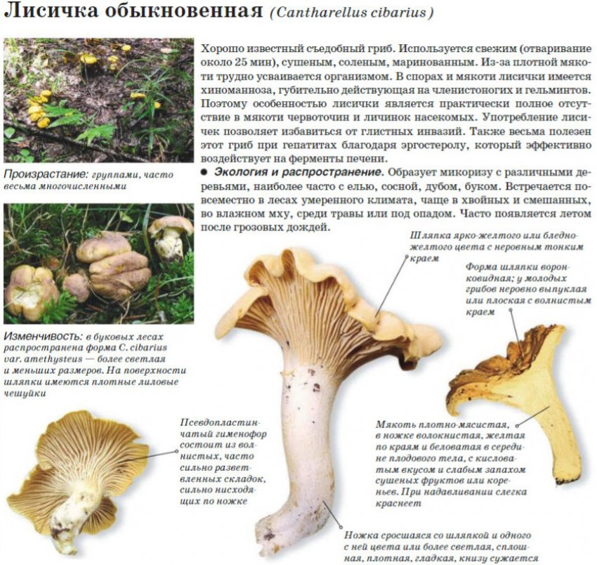 Гриби лисички Гриби лисички