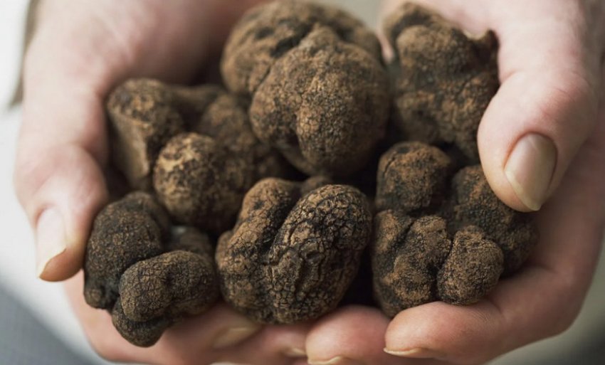Гриби трюфелі