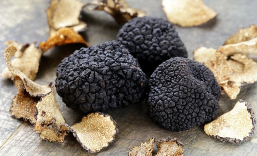 Гриб трюфель