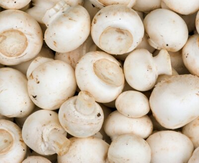 Опис грибів шампіньйонів, як приготувати, користь і шкоду грибів