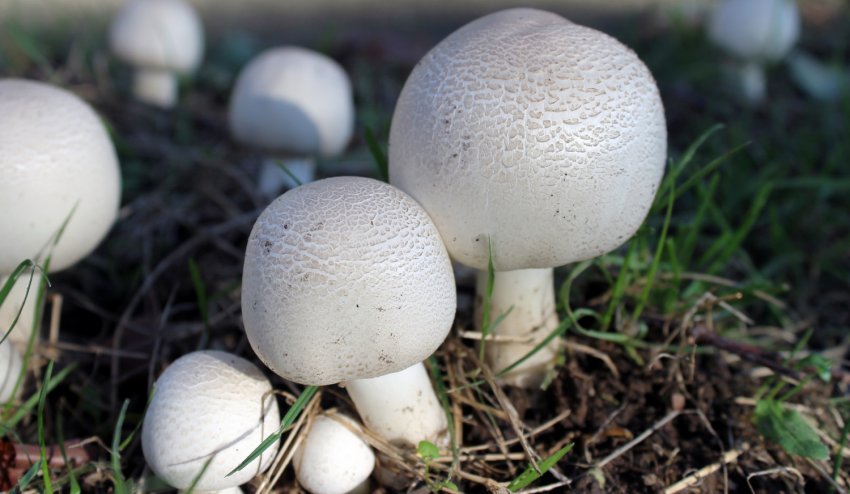 Де ростуть печериці Де ростуть печериці