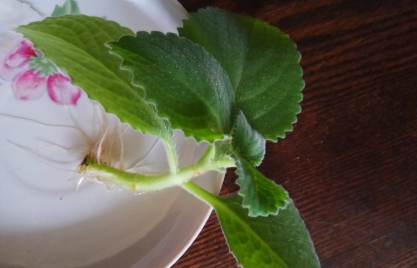 Держак Держак