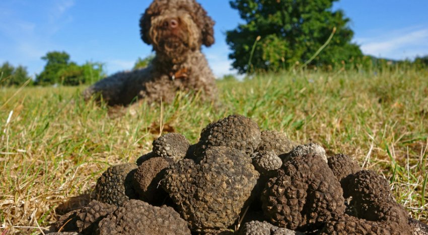 Збір трюфелів