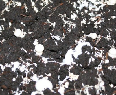 Склад і підготовка субстрату для печериць своїми руками