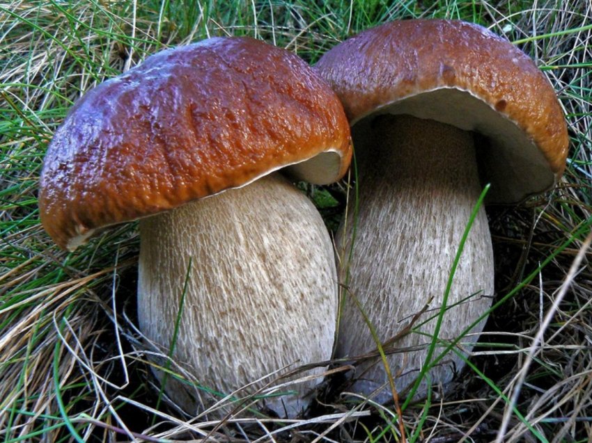 Білорусь занурюється в «Грибну феєрію» Білорусь занурюється в «Грибну феєрію»