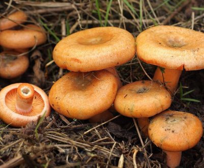 Де і коли збирати гриби