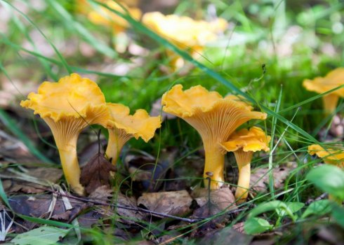 Места сбора грибов лисичек в Тульской области