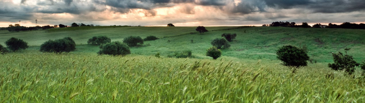 Негода порушує плани білоруських аграріїв