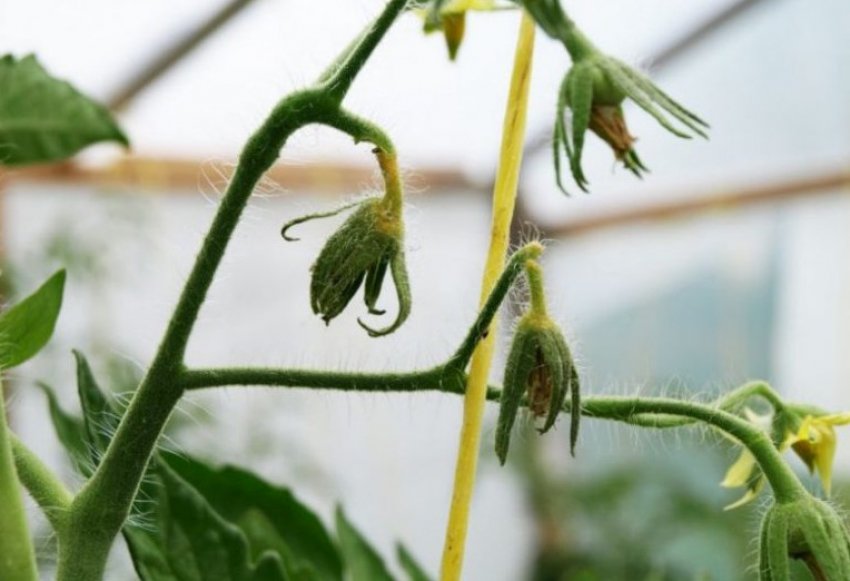 Відсутність зав'язей на томатах Відсутність зав'язей на томатах