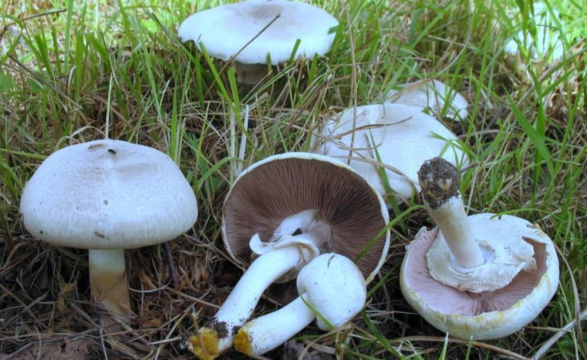 Печериці жовтошкірі Печериці жовтошкірі