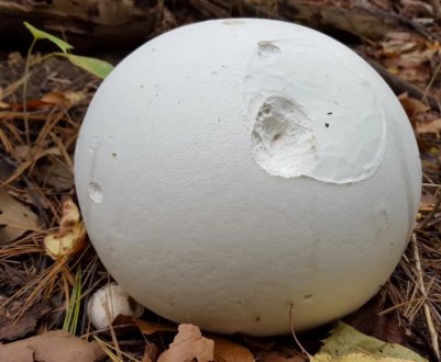 Головач гігантський: опис гриба та особливості застосування в кулінарії і медицині