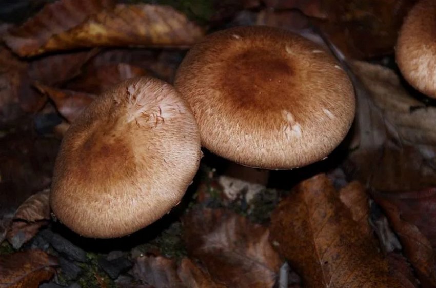 Печериця темно-червоний