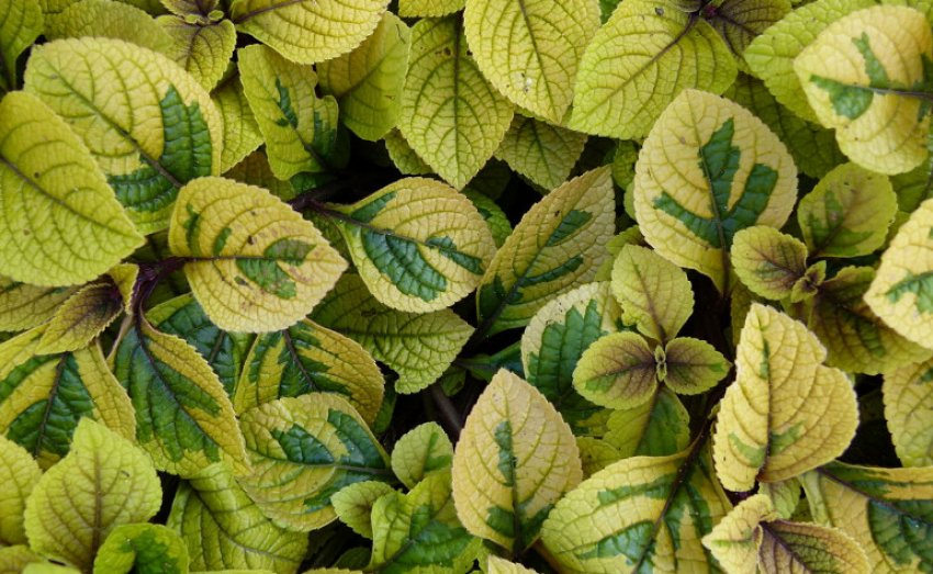 Шпороцветник Ертендаля Шпороцветник Ертендаля