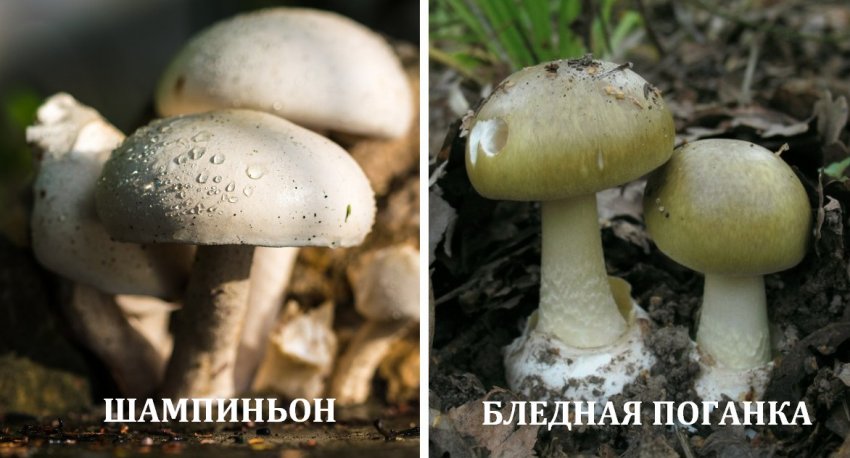 Сравнение Бледной Поганки И Шампиньона Различия