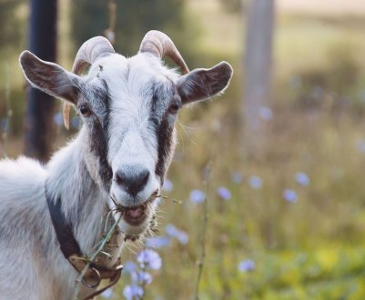 За рік в Росії «схудло» рогате поголів'я