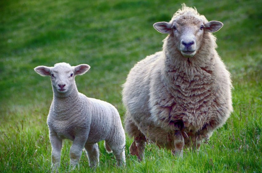 За рік в Росії «схудло» рогате поголів'я За рік в Росії «схудло» рогате поголів'я