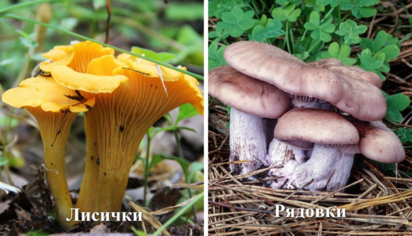 Гриби в Ленінському районі Гриби в Ленінському районі