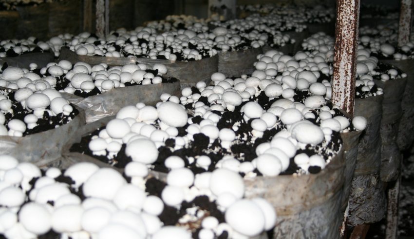 Вирощування печериць Вирощування печериць