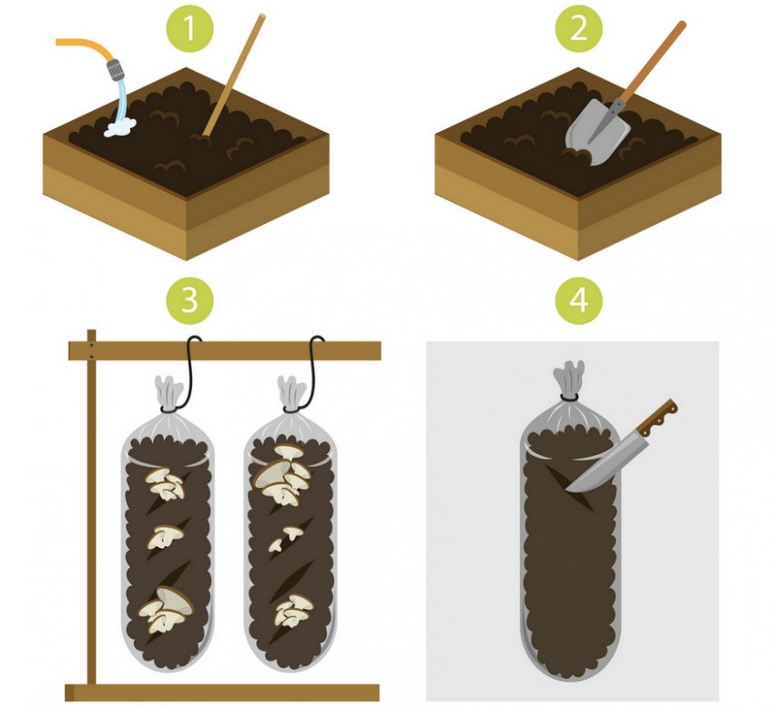 Як вирощувати гриби в мішках Як вирощувати гриби в мішках