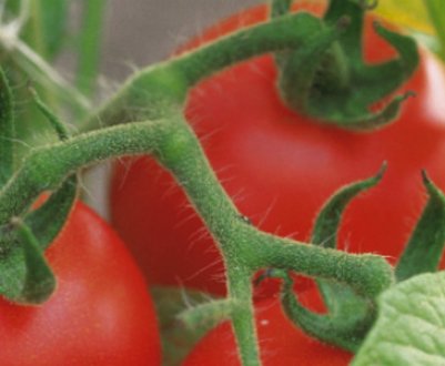 Як правильно садити помідори в теплиці: кращі сорти, строки посадки