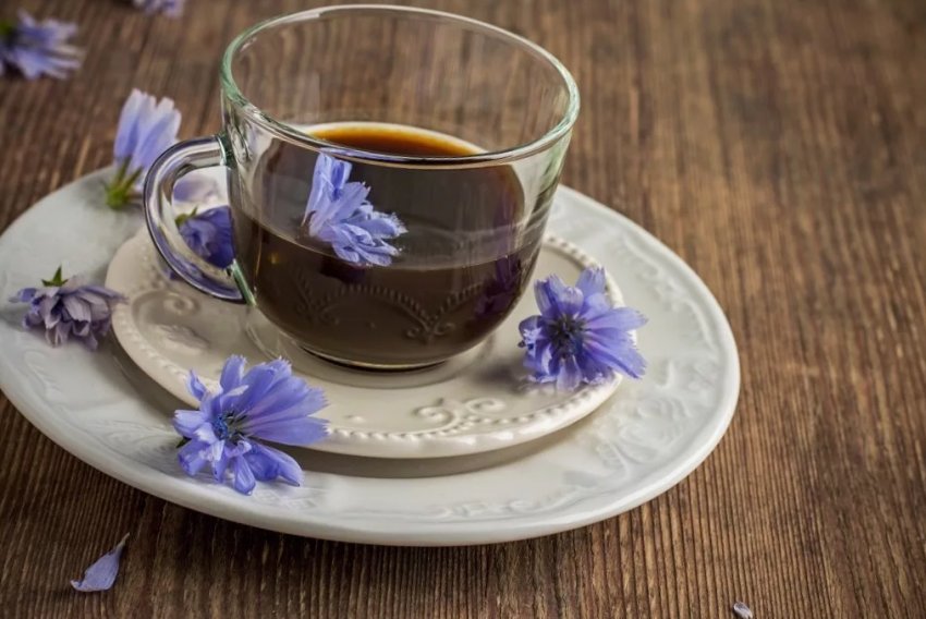 Вирощування цикорію планують відродити в Сумській області