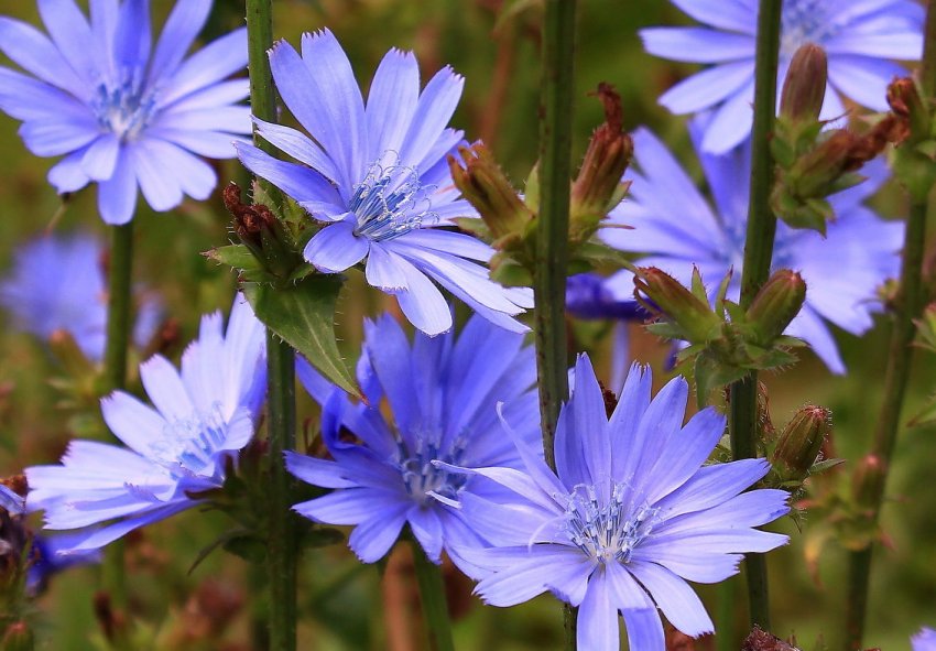 Вирощування цикорію планують відродити в Сумській області