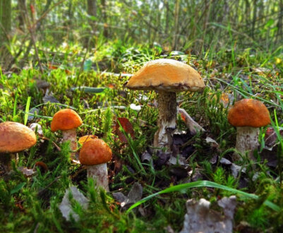 Різновиди грибів подосиников