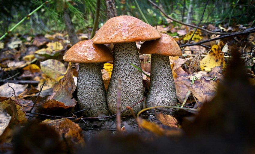 Гриби, підосичники