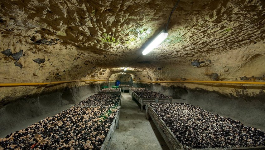 Плантація печериць Плантація печериць