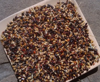 Новий виробник насіння з'явиться в Луганській області 