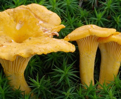 Лисички звичайні: опис грибів, користь і шкоду, застосування