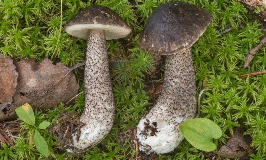 Черночешуйчатый підосичник